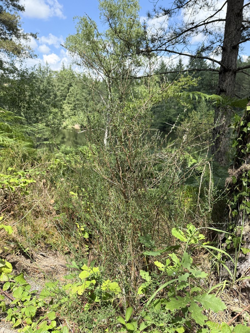 Genista pilosa subsp. cebennensis photo 2