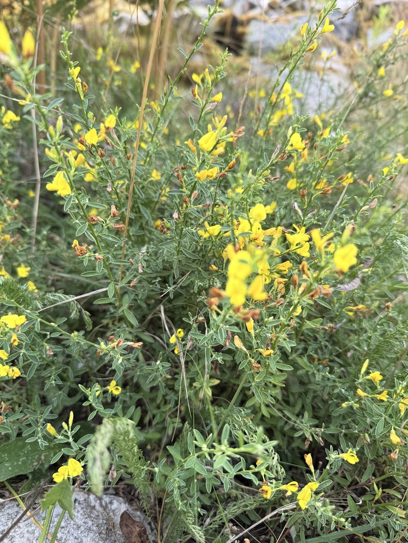 Genista pilosa subsp. cebennensis photo 3