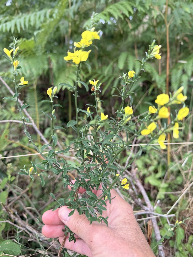 Genista pilosa subsp. cebennensis photo 4