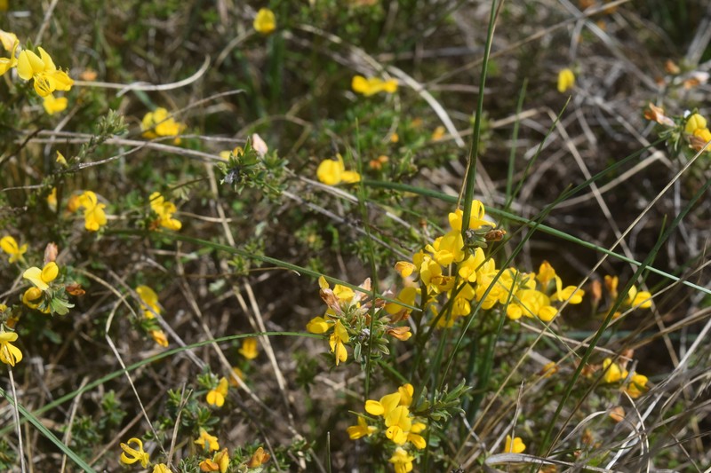 Genista pilosa subsp. pilosa