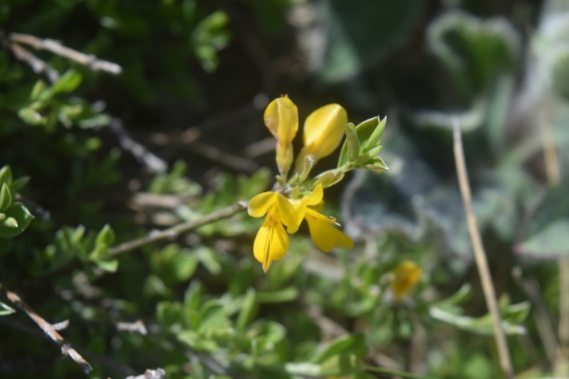 Genista pilosa subsp. pilosa photo 2