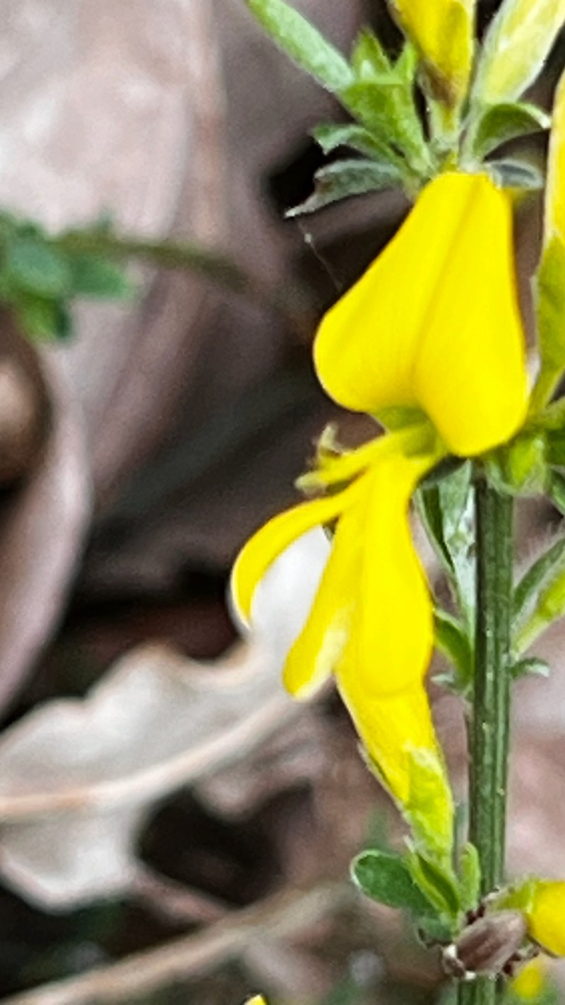 Genista pilosa subsp. pilosa photo 3