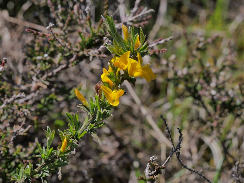 Genista pilosa subsp. pilosa photo 4