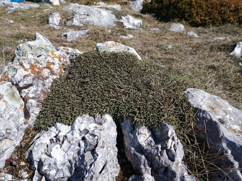 Genista provincialis