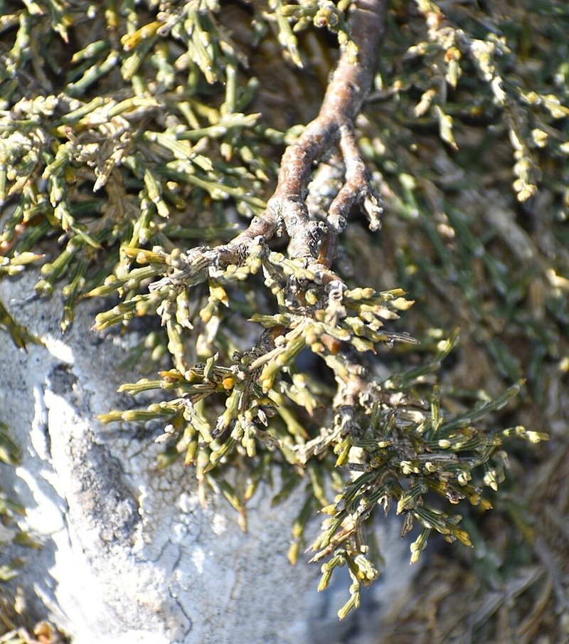 Genista provincialis photo 2