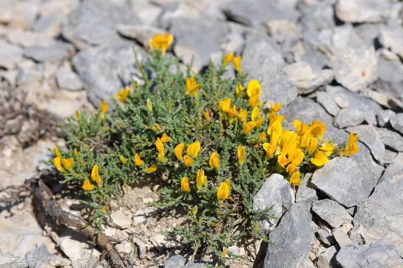 Genista provincialis photo 3