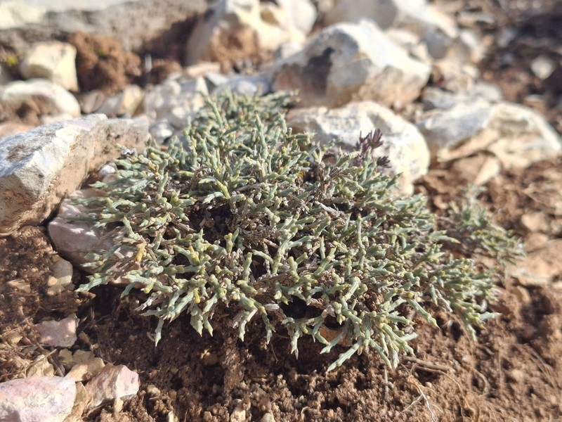 Genista provincialis photo 4