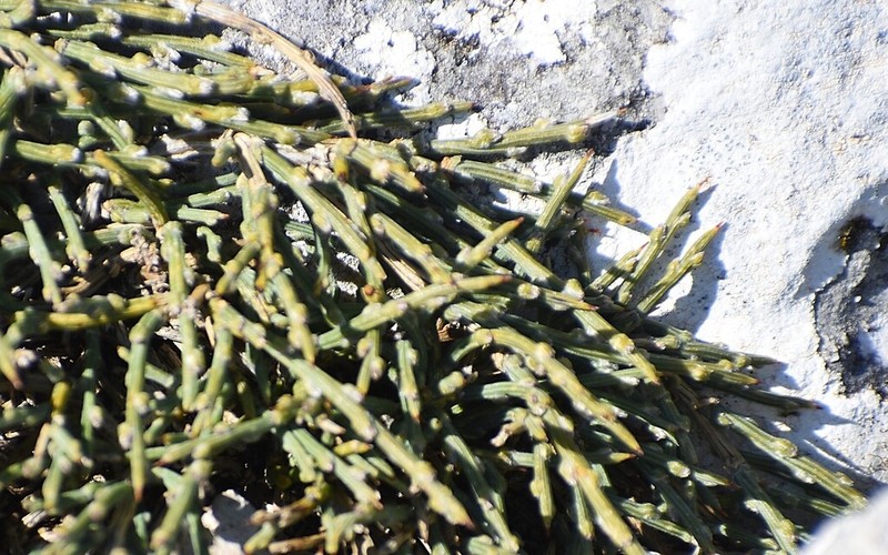 Genista provincialis photo 5