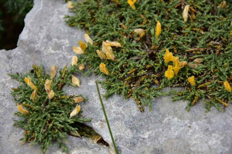 Genista provincialis photo 6