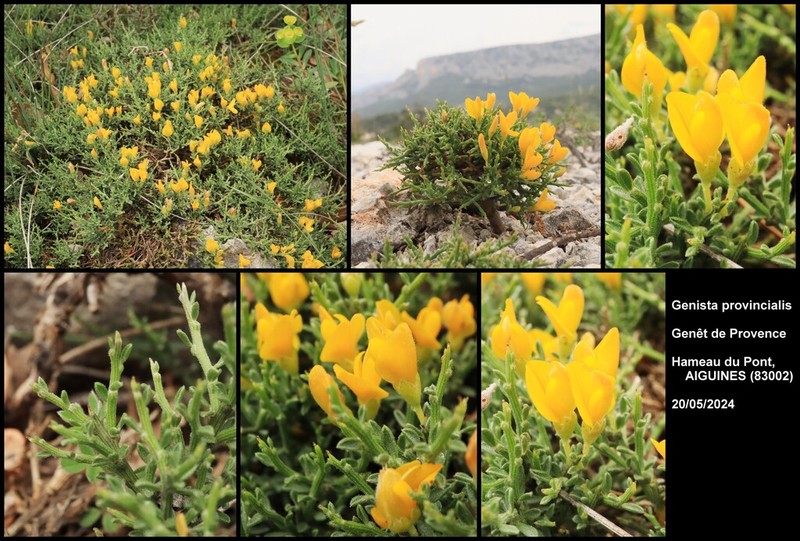 Genista provincialis photo 7