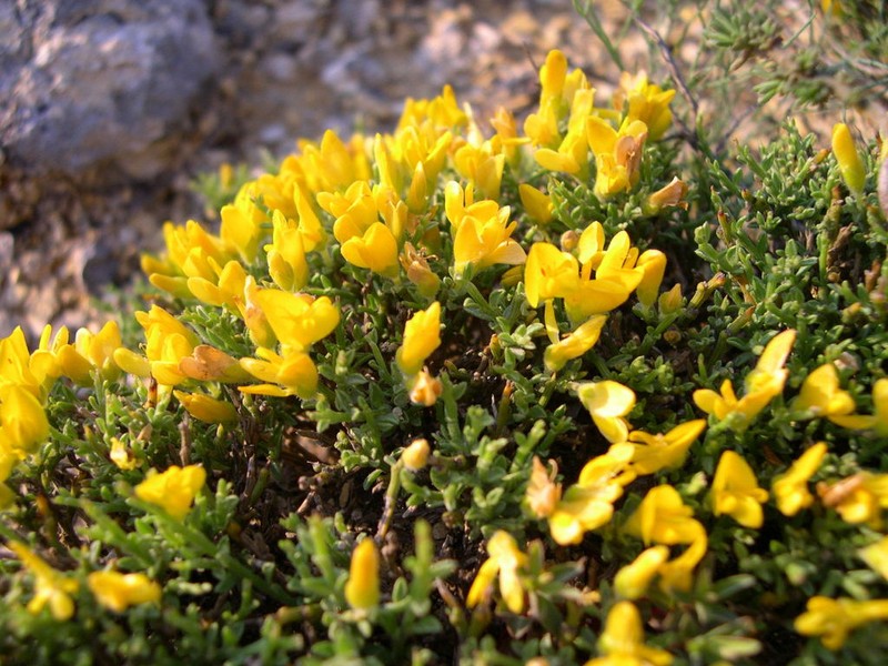 Genista provincialis photo 8