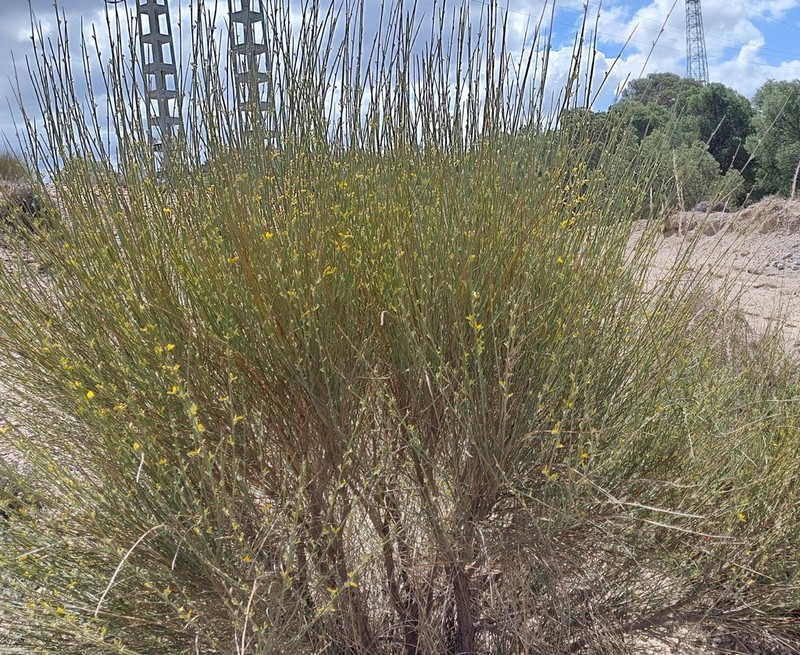 Genista pseudoretamoides