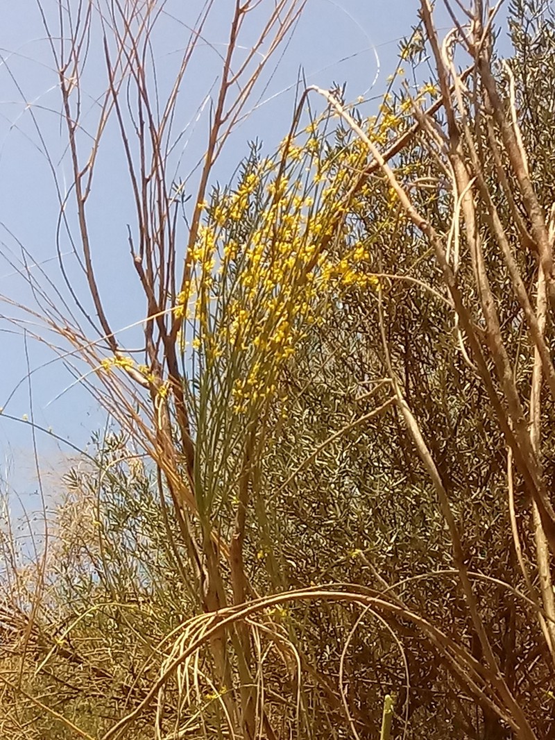Genista pseudoretamoides photo 2