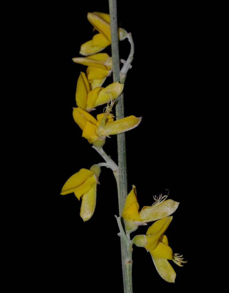 Genista pseudoretamoides photo 3