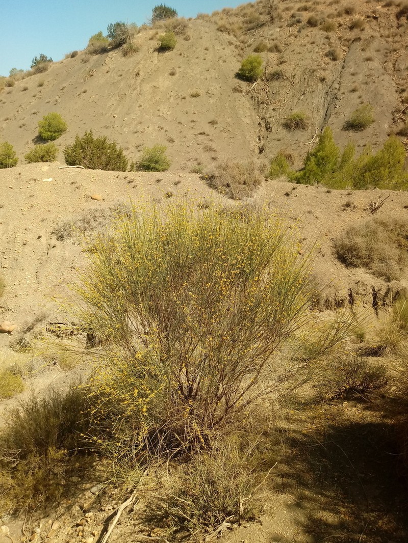 Genista pseudoretamoides photo 4