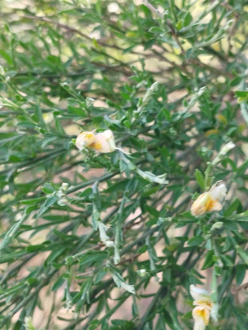 Genista pseudoretamoides photo 5
