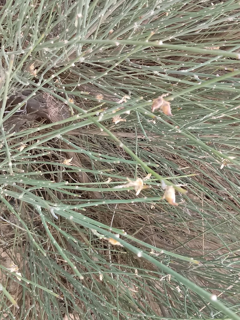 Genista pseudoretamoides photo 6
