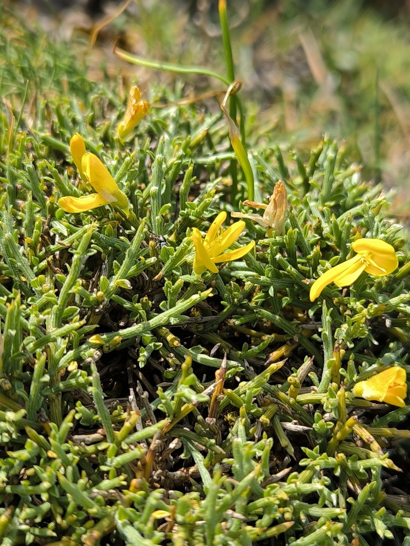 Genista pulchella subsp. pulchella