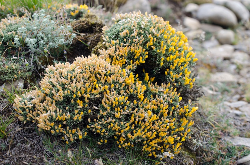Genista pulchella subsp. pulchella photo 2