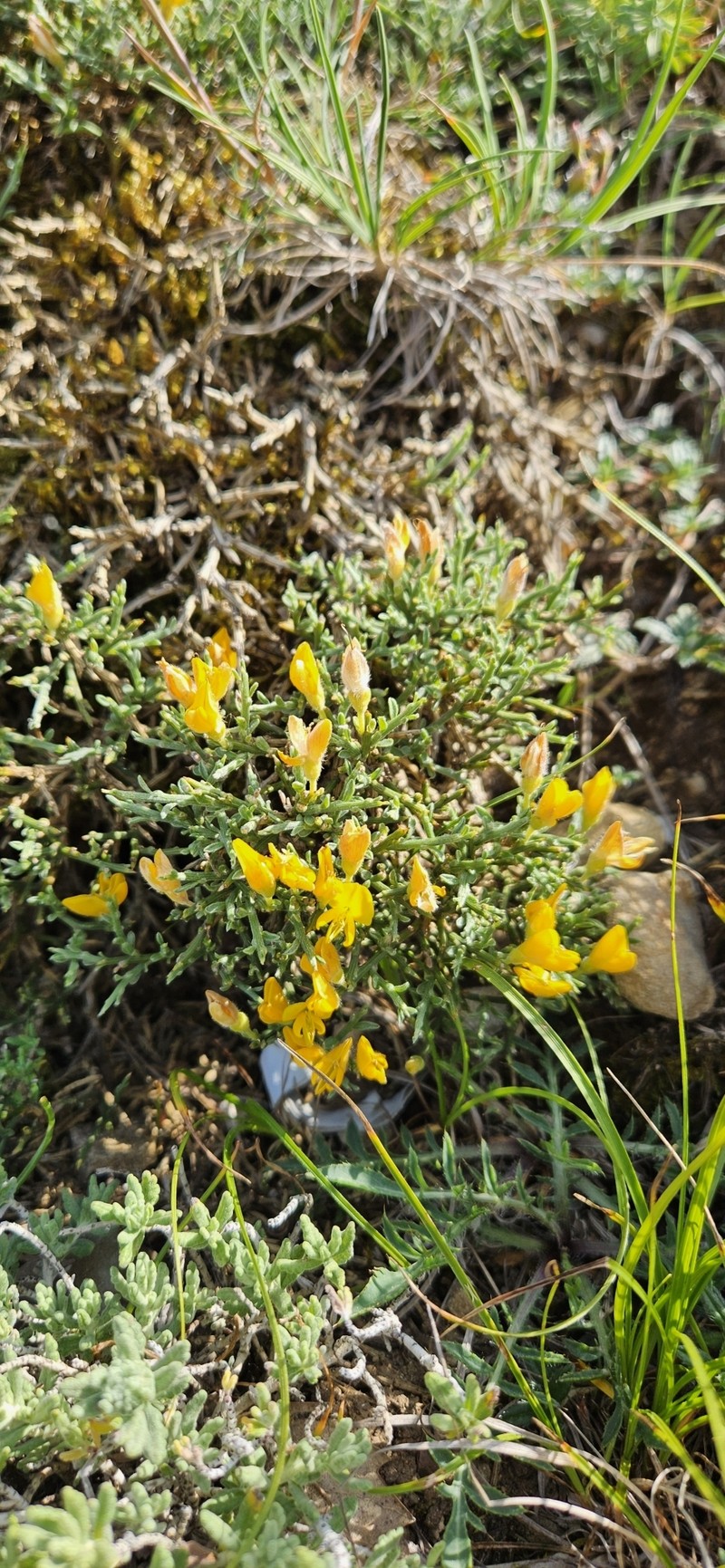 Genista pulchella subsp. pulchella photo 3