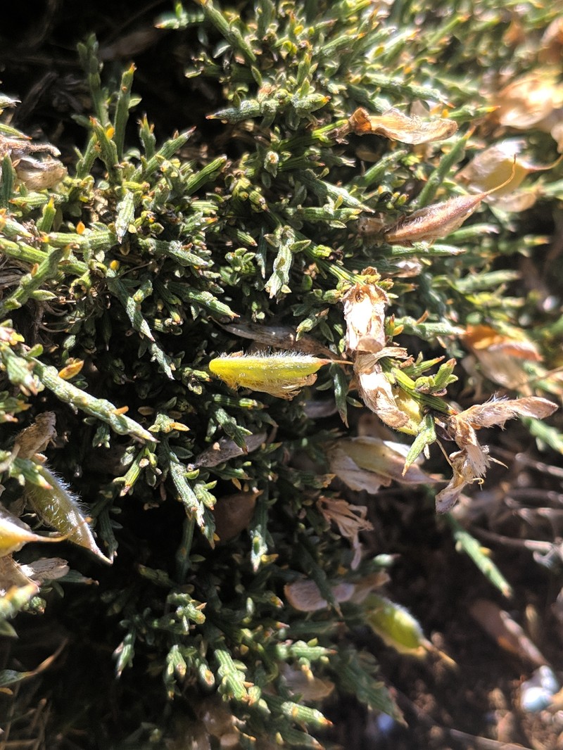 Genista pulchella subsp. pulchella photo 4