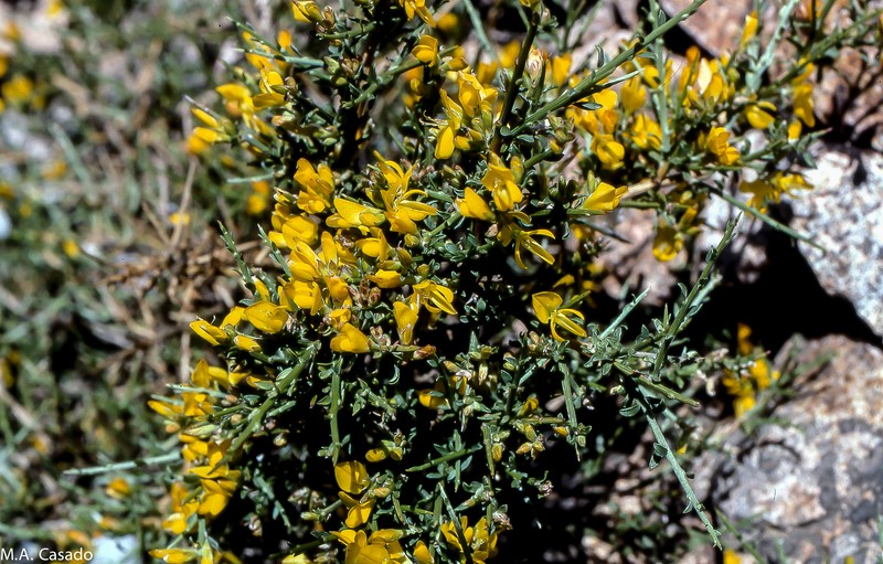Genista salzmannii subsp. lobelioides