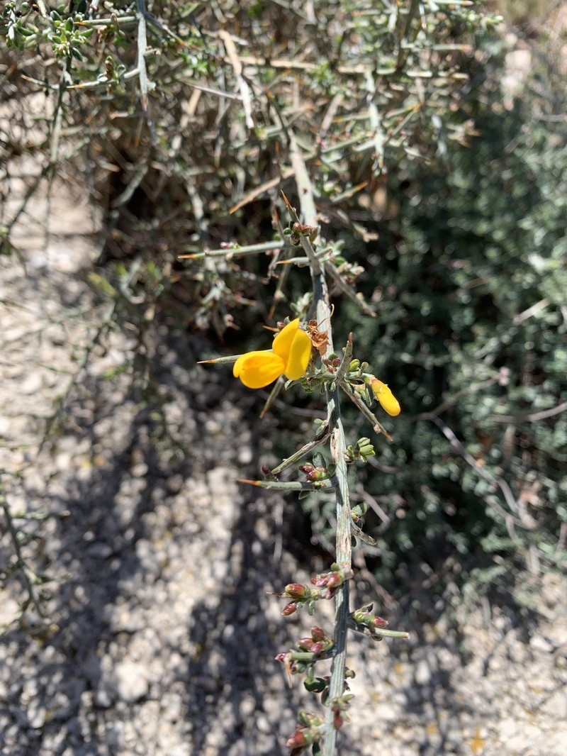 Genista scorpius subsp. scorpius