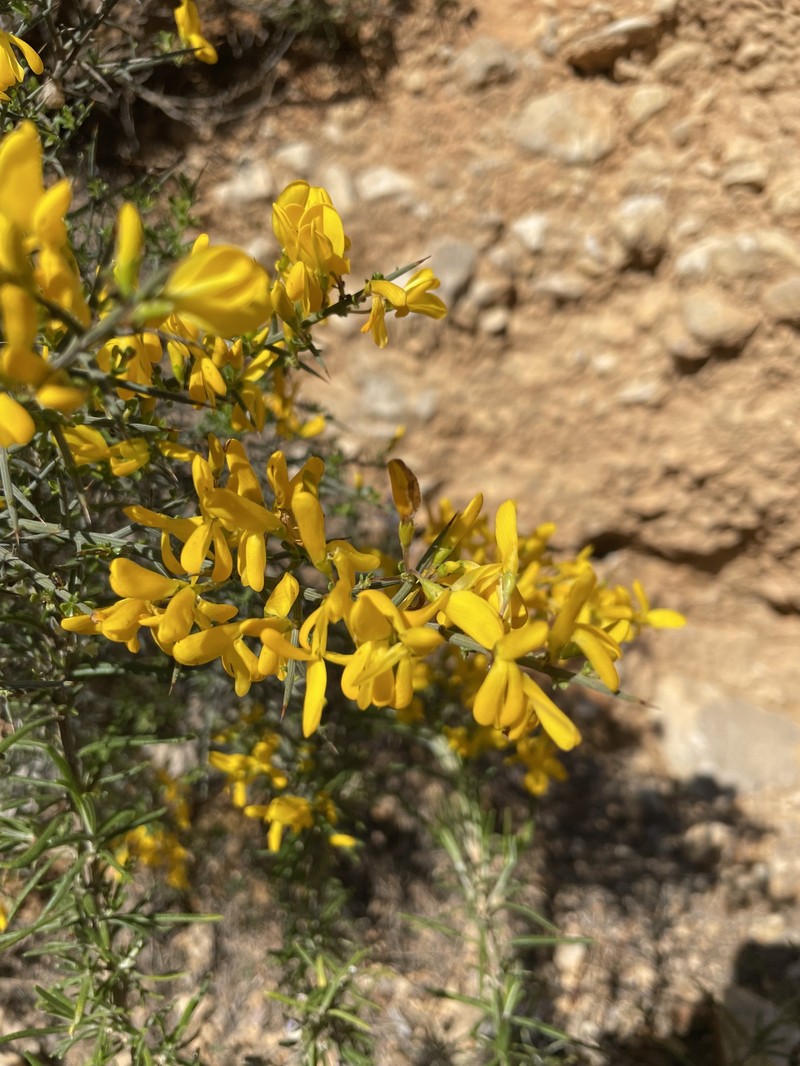 Genista scorpius subsp. scorpius photo 2