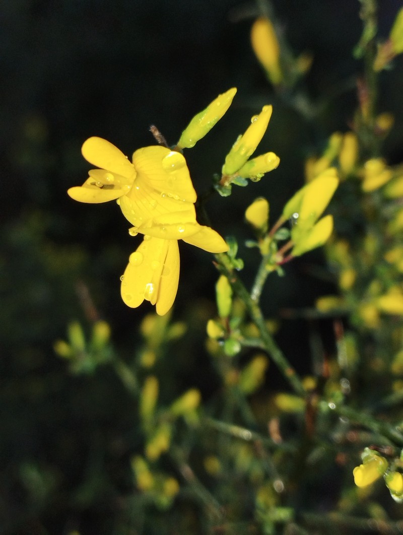 Genista scorpius subsp. scorpius photo 3