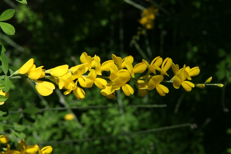 Leafy Broom photo 2