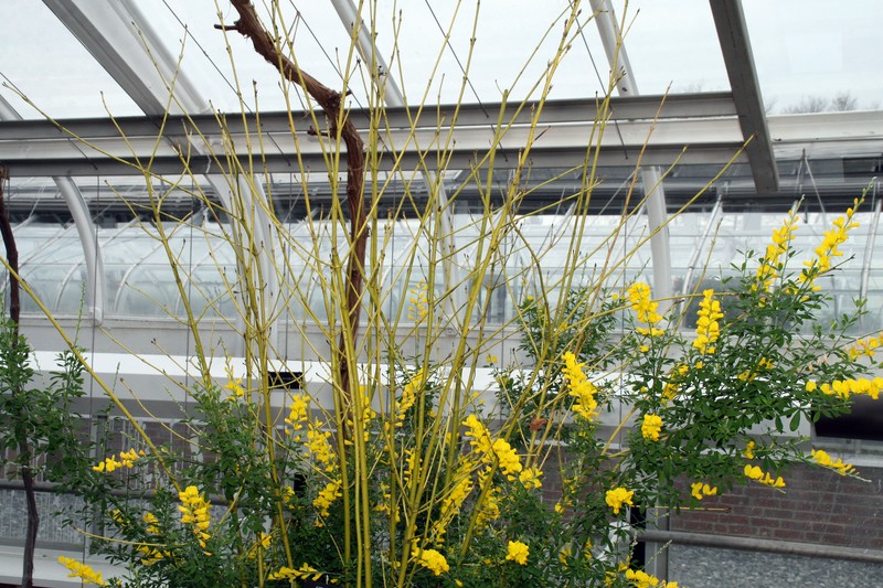 Leafy Broom photo 3