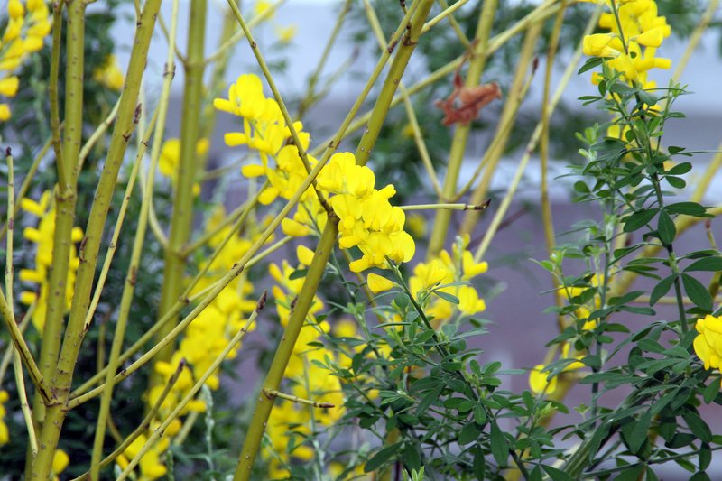 Leafy Broom photo 5
