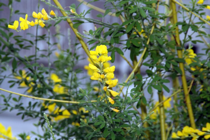 Leafy Broom photo 6