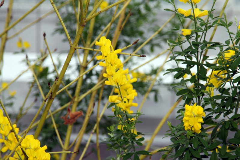 Leafy Broom photo 7