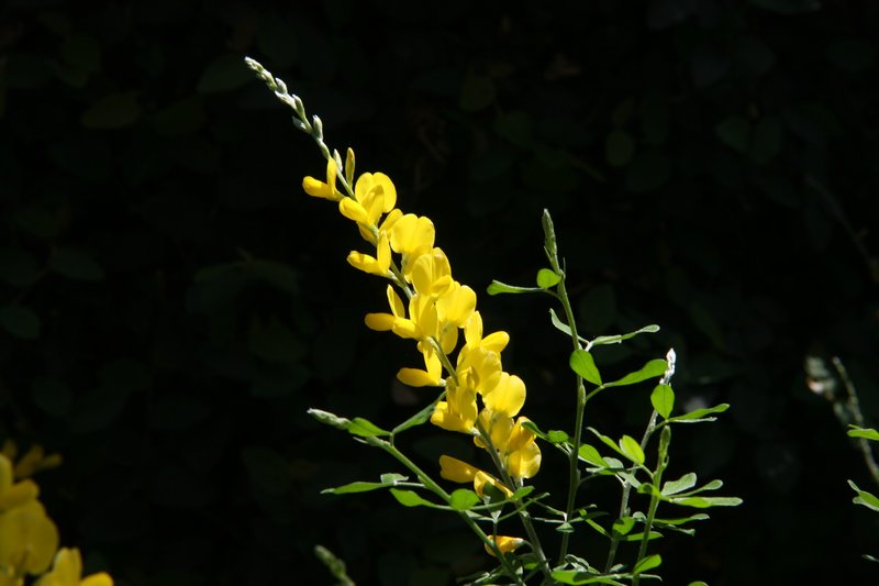 Leafy Broom photo 8
