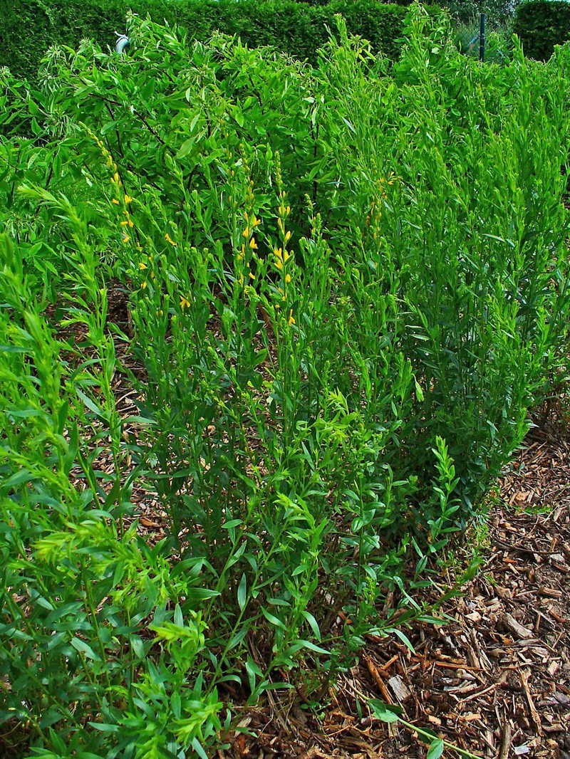 Dyer's Greenweed photo 4