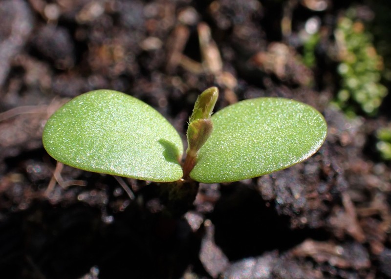 Dyer's Greenweed photo 2