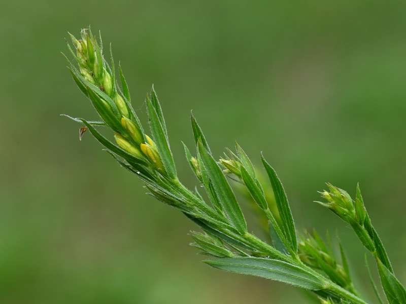Dyer's Greenweed photo 3