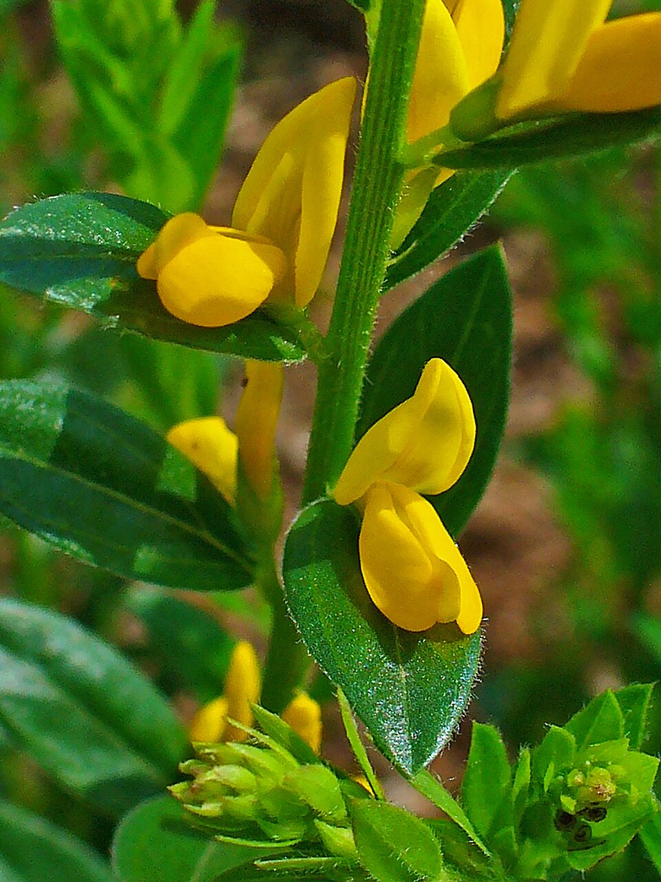 Dyer's Greenweed photo 6