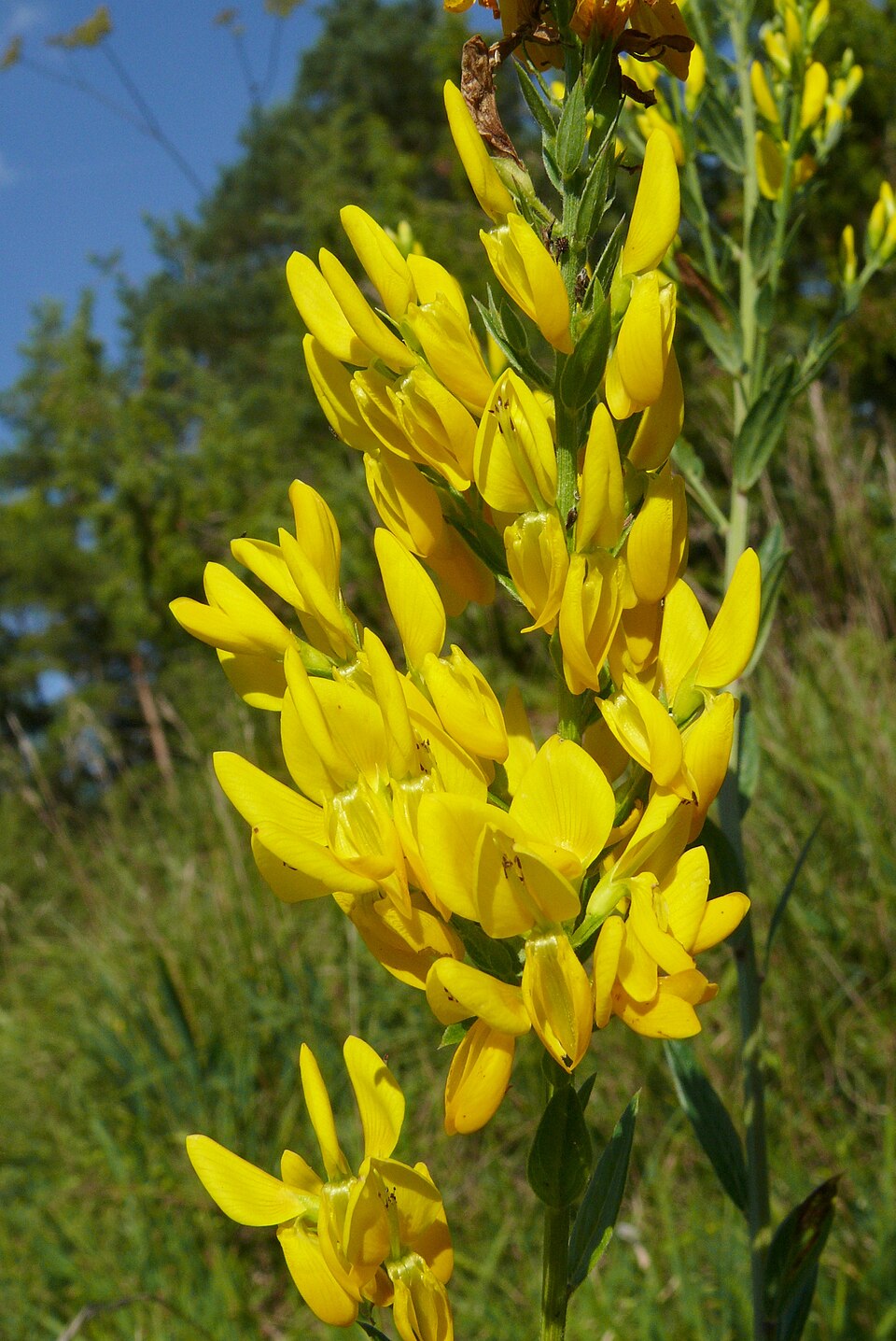 Dyer's Greenweed photo 7