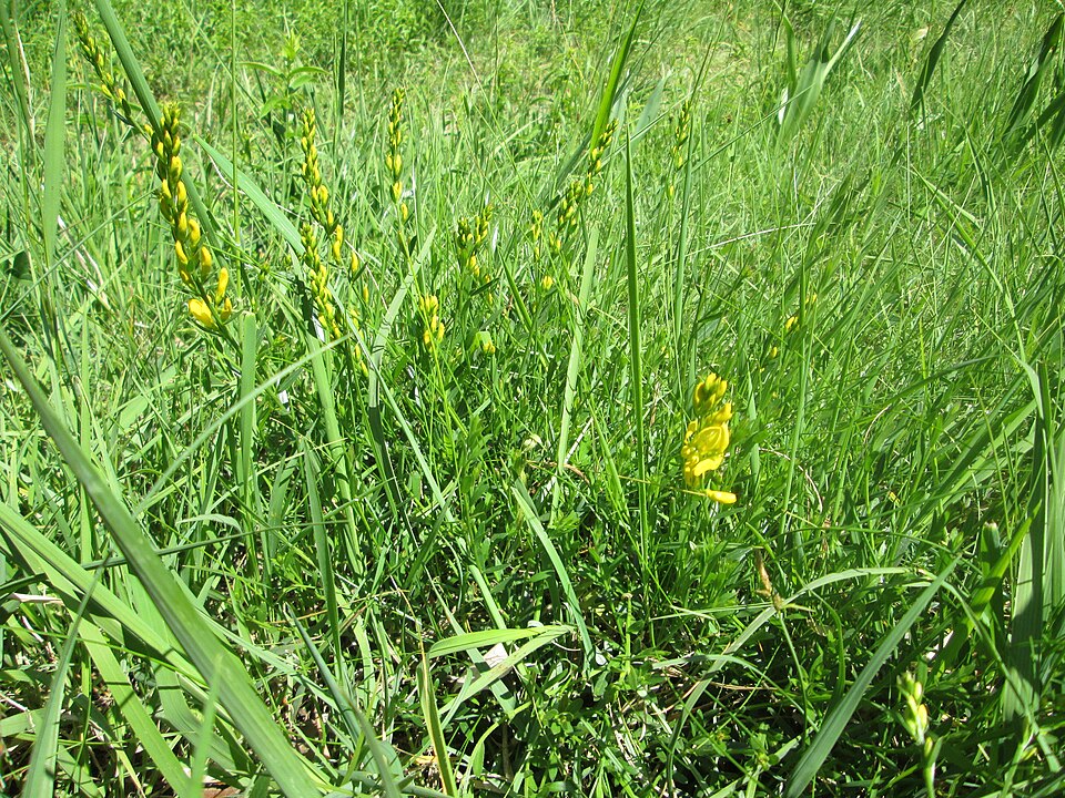 Dyer's Greenweed photo 8