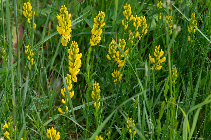 Genista tinctoria subsp. tinctoria