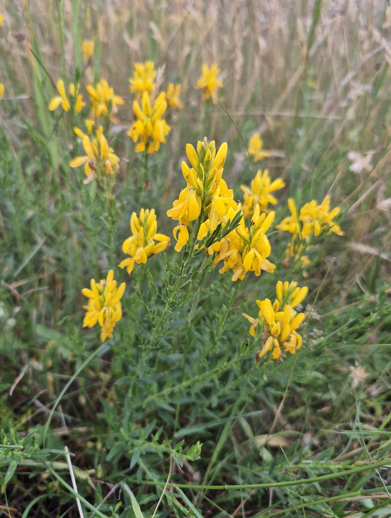 Genista tinctoria subsp. tinctoria photo 2