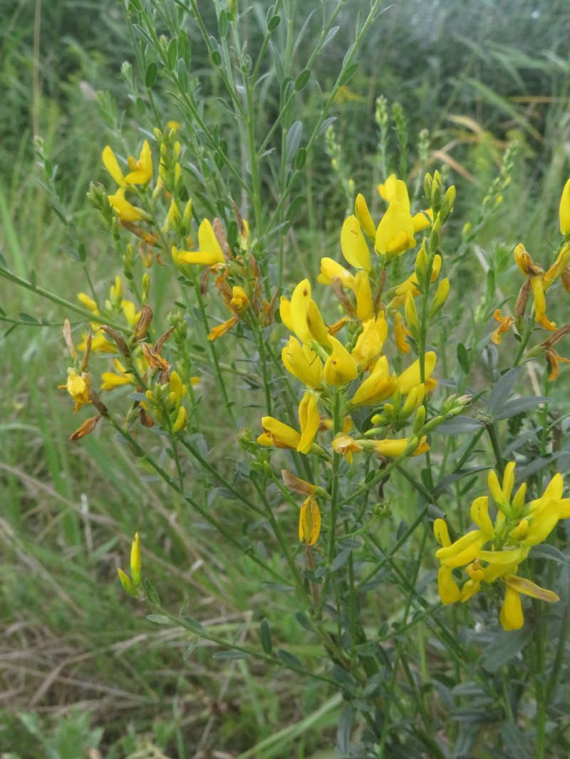 Genista tinctoria subsp. tinctoria photo 3