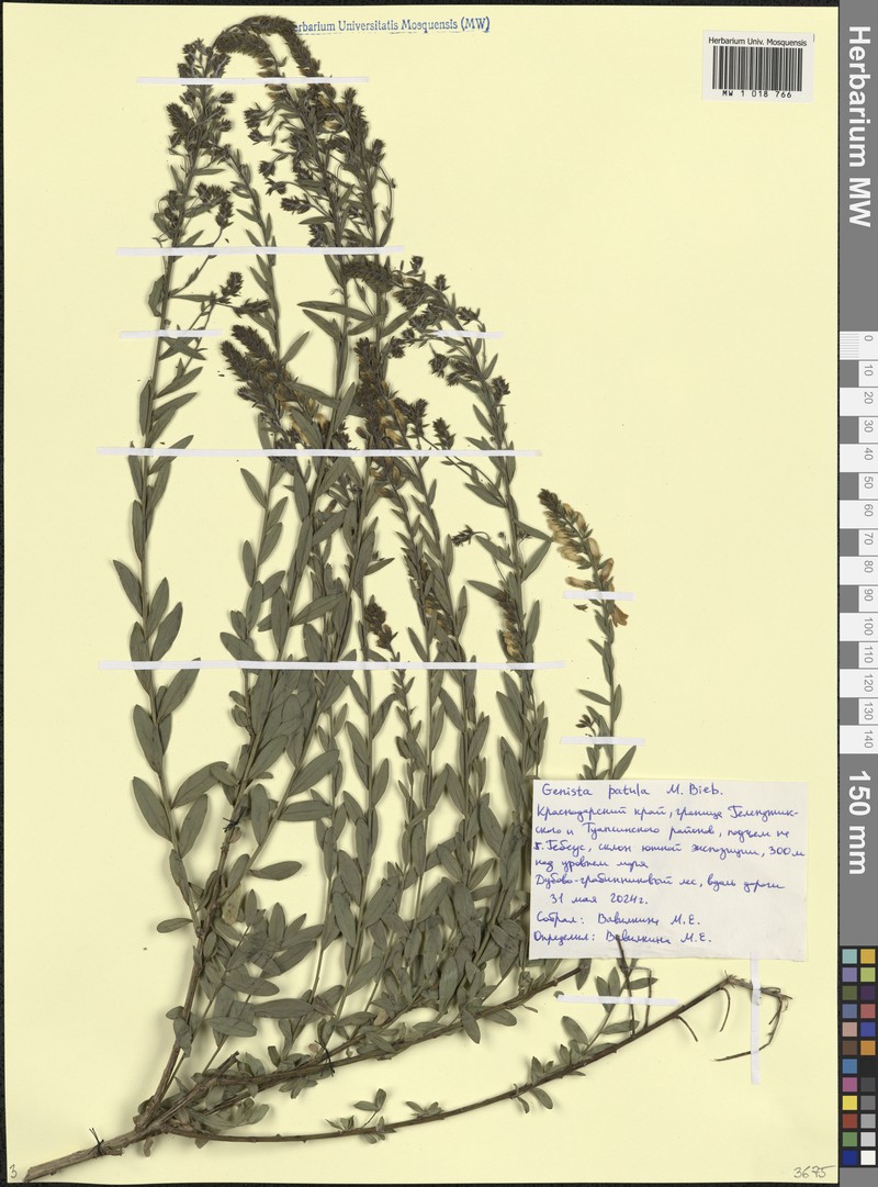 Genista tinctoria subsp. tinctoria photo 4