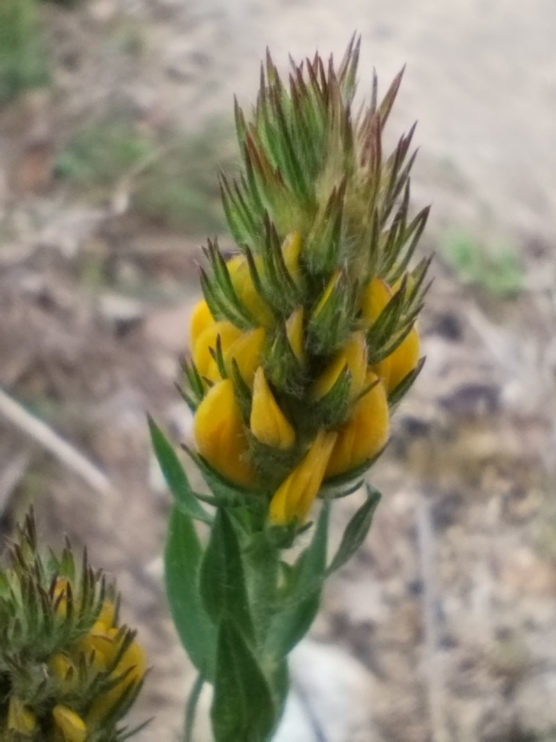 Genista tournefortii subsp. tournefortii