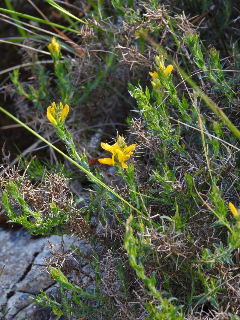 Genista tournefortii subsp. tournefortii photo 2