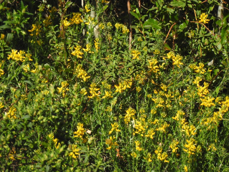 Genista tournefortii subsp. tournefortii photo 3