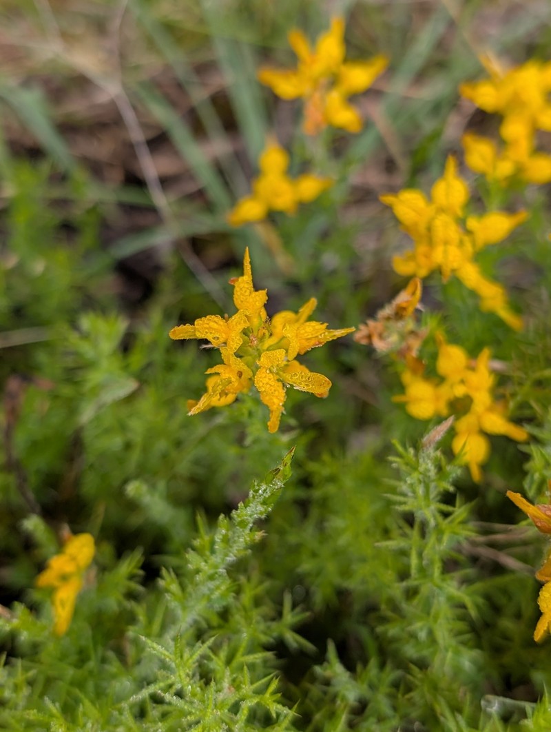 Genista tournefortii subsp. tournefortii photo 4