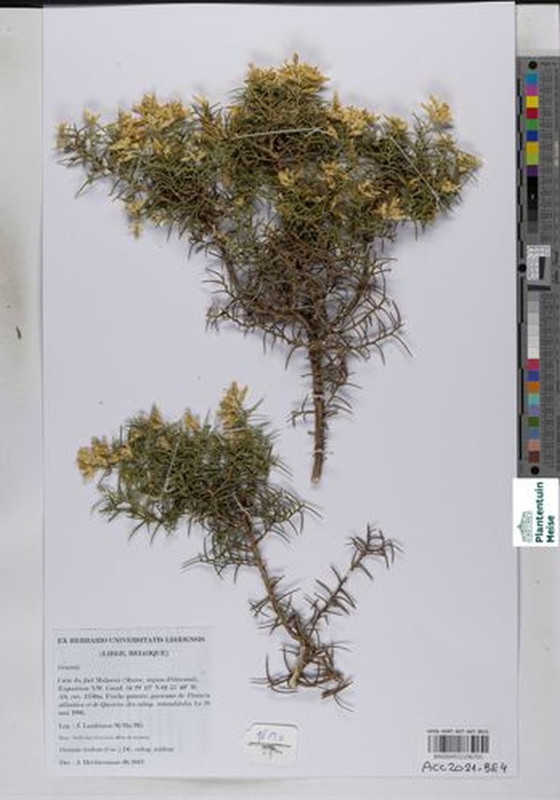 Genista tridens subsp. tridens